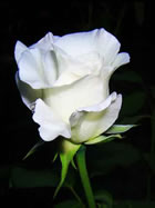 Fleur
