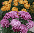 Fleur