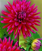 Fleur