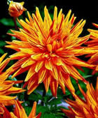 Fleur