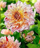 Fleur