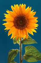 Fleur