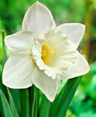 Fleur