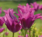 Fleur