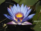 Fleur