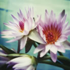 Fleur