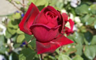 Fleur