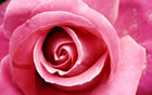 Fleur
