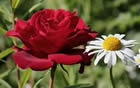 Fleur