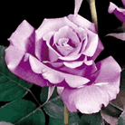 Fleur
