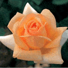 Fleur