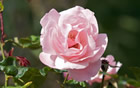 Fleur