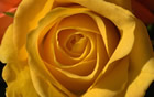 Fleur