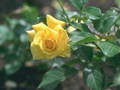 Fleur