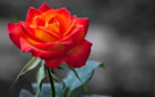 Fleur