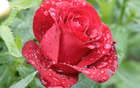 Fleur