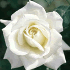 Fleur