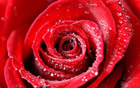 Fleur