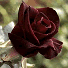 Fleur