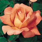Fleur