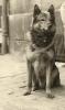 KEBIR ATHOS SHIRCANE FELINE ET GYPSY