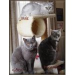 DUNCAN, JADE et  GEKAR